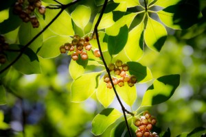 サラサドウダン