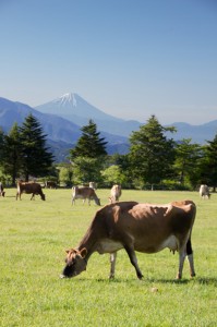 朝食用ミルクの製造者(牛）
